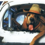 Dog in the Truck